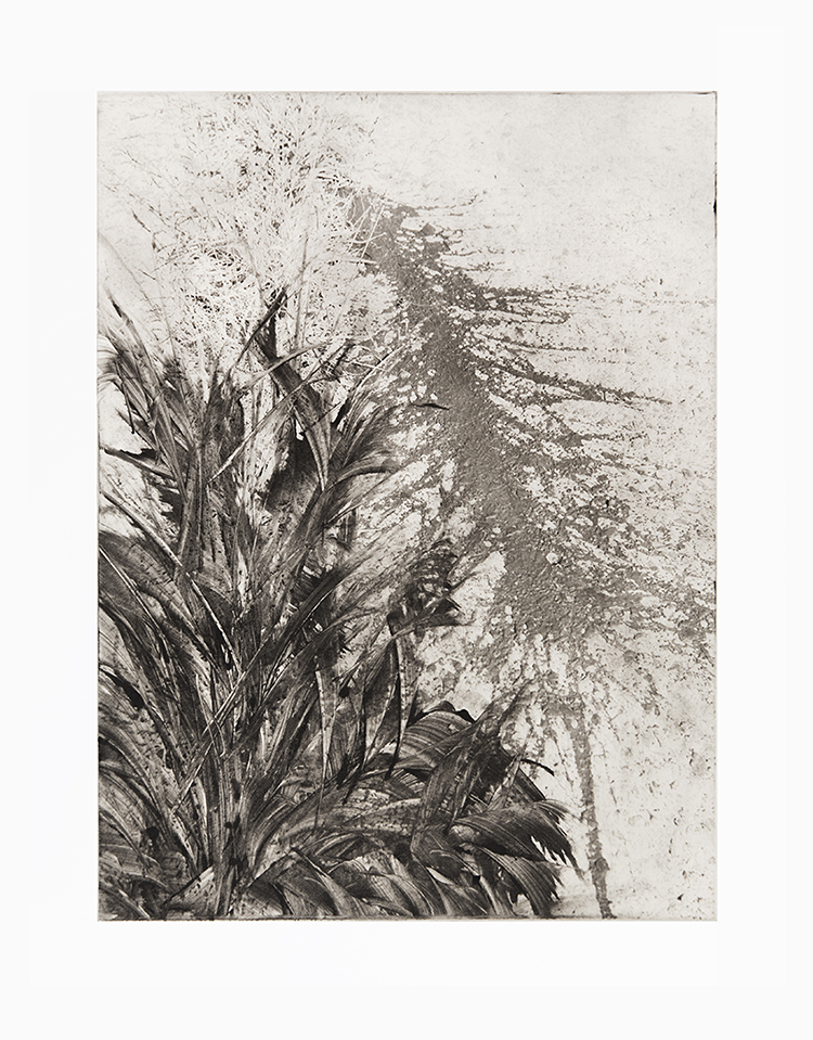 Michael Ast, monoprint, photopolymer etching, intaglio, printmaking, hahnemuhle, on press, splat, tar, abstract, tall grass