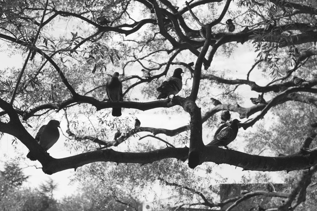Lisbon, perched, pigeons, Michael Ast, branches, b&w