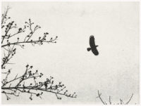 Spinnerstown, Winter, crow, raven, flight, ornithology, avian, wings, wing span, photopolymer, photo etching, print, intaglio, printmaking, Charbonnel et Walker, Charbonnel, Hahnemühle, artist proof, photographer, printmaker, bw photography, analog photography