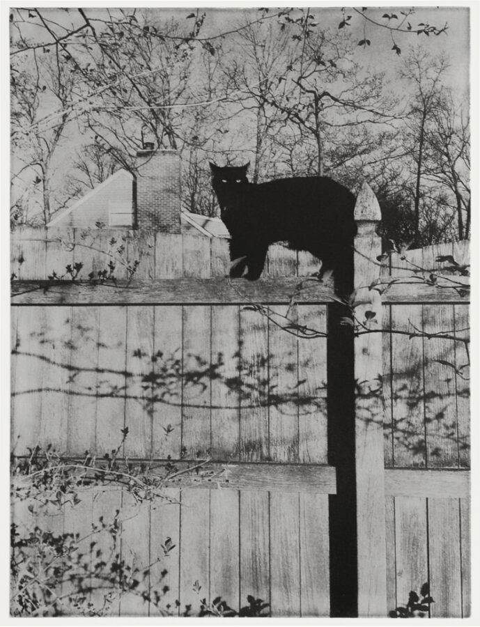 boone, black cat, cat, animal, fence, backyard, michael ast, eyes, stare, penetrating, shadow play, Spring, Pennsylvania photographer, photopolymer gravure, photo etching, intaglio, printmaking, alternative photography, analog, fur, michaelast, Bucks County photographer, art photography, Hahnemuhle, Charbonnel, inked plate, hand-pulled print, etching